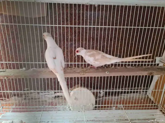 جوز يمام ماسي مشجر اورنج للبيع 6