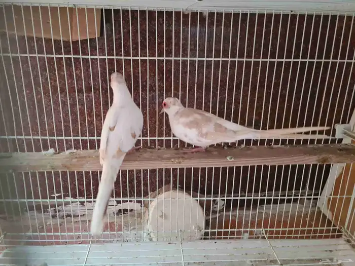 جوز يمام ماسي مشجر اورنج للبيع 3