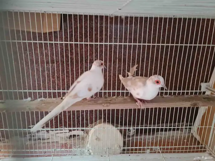 جوز يمام ماسي مشجر اورنج للبيع 1