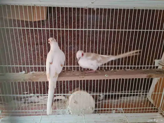 جوز يمام ماسي مشجر اورنج للبيع 0