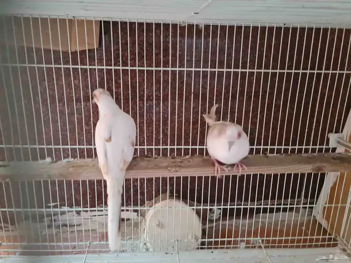 جوز يمام ماسي مشجر اورنج للبيع 2