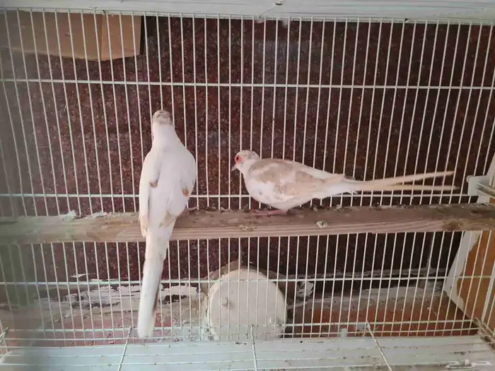 جوز يمام ماسي مشجر اورنج للبيع 7