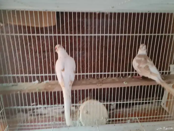 جوز يمام ماسي مشجر اورنج للبيع 5