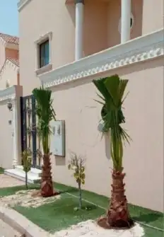 نخل وتشنطن 8