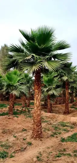 نخل واشنطني 3