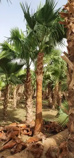 نخل واشنطني 6