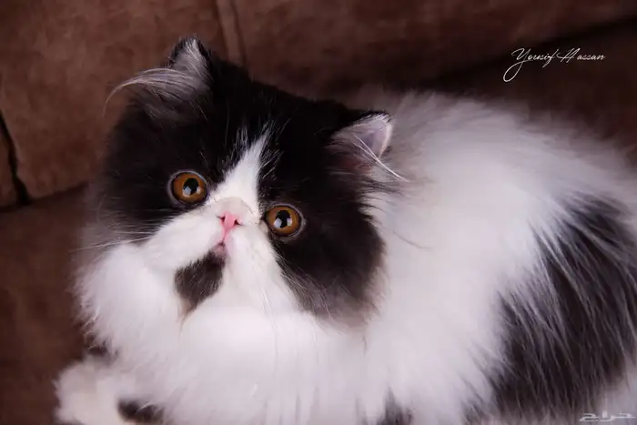 للبيع ذكر بيرشن بيكي فيس مسجل في CFA 1