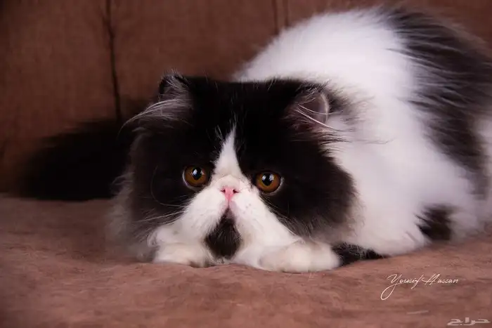 للبيع ذكر بيرشن بيكي فيس مسجل في CFA 2