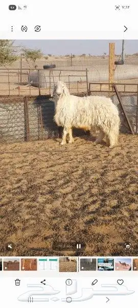 طلي امه عيسيه وابوه حري 1