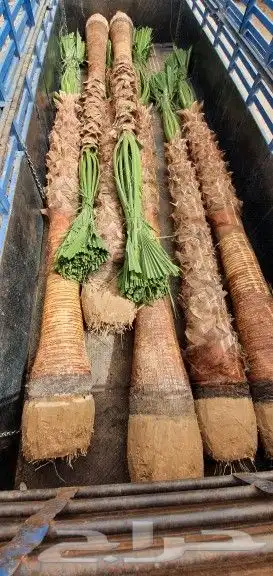 نخل واشنطني 5