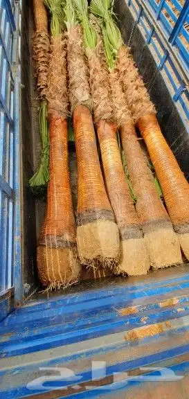 نخل واشنطني 4