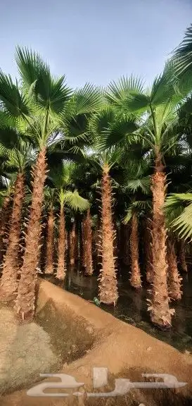 نخل واشنطني 0