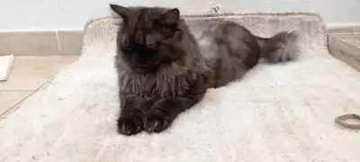 قطة لتبني index