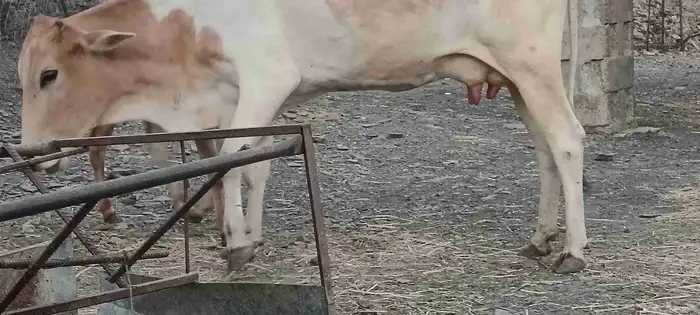 بقرة منتوج 7