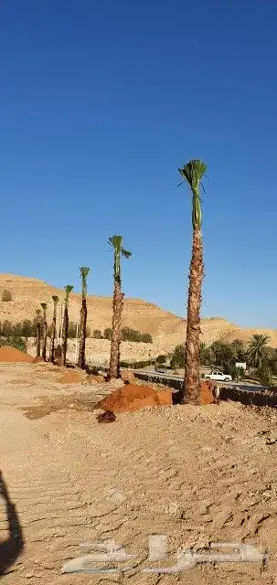 نخل واشنطني 2