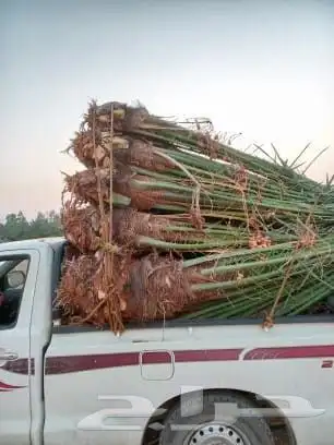 نخل للبيع نجران 6