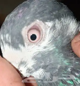 سلام عليكم حمام ذكر. تيدي الصحه شرط 3