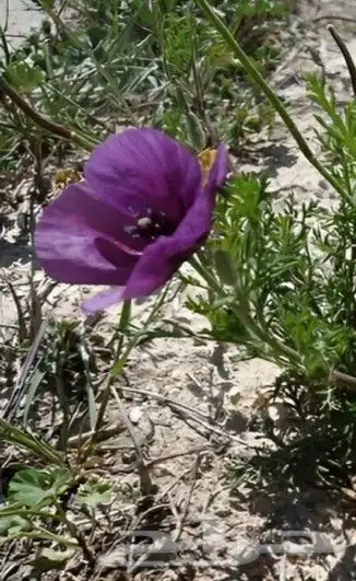 بذور زهور البختري 2