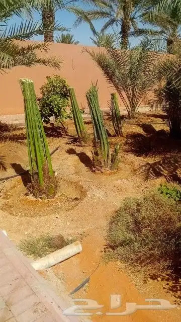 نخيل وشبوك وبناء حجر وتراث 9