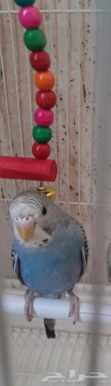 ذكر بادجي مفقود الان في حي الروضة قريب من بنده 0