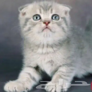 سكوتش فولد بيور 0