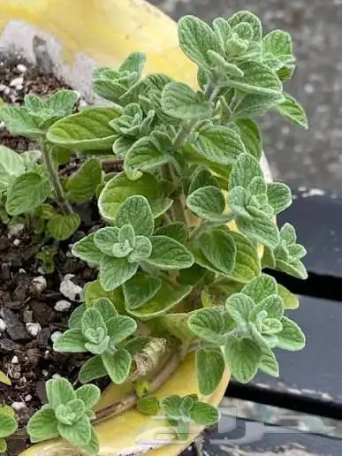 بذور زعتر البلدي 0