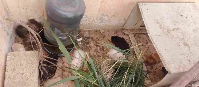 وبران بلدي 0