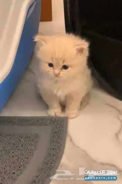 أبغا بسه تبني 0