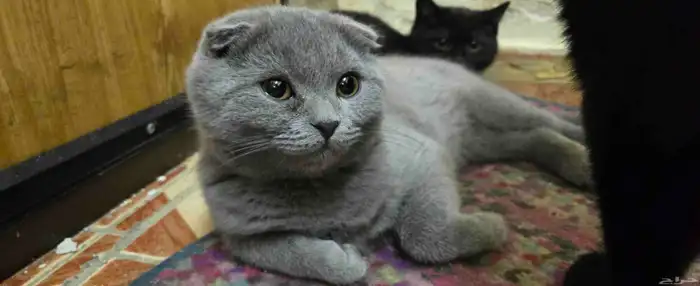 ذكر بالغ سكوتش فولد للبيع 3