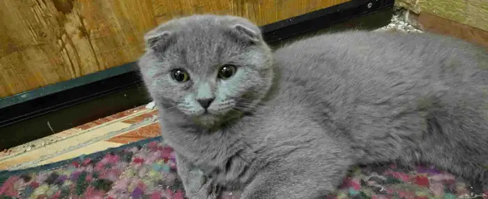 ذكر بالغ سكوتش فولد للبيع 2