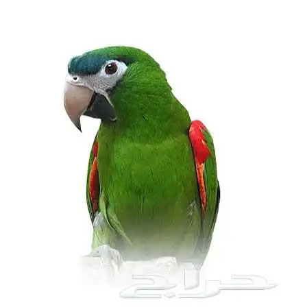 فروخ هانز مكاو - المكاو القزم 4