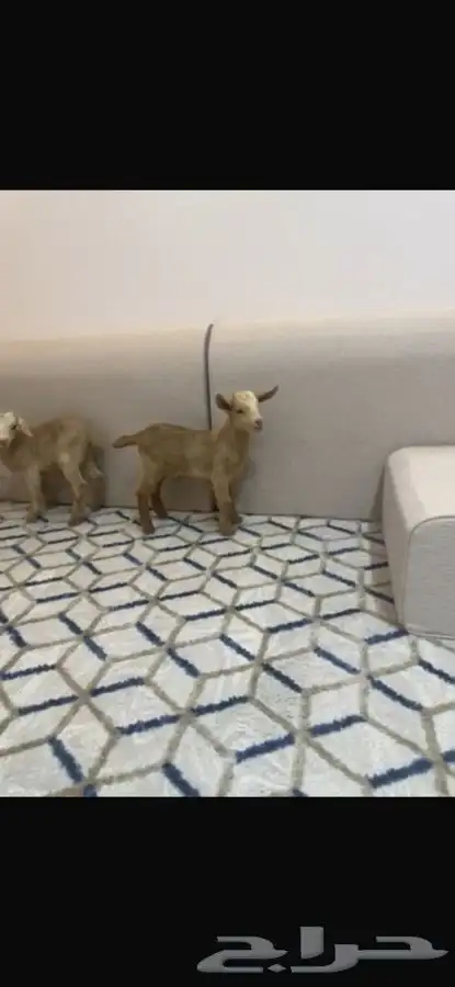ماعز قزم 0