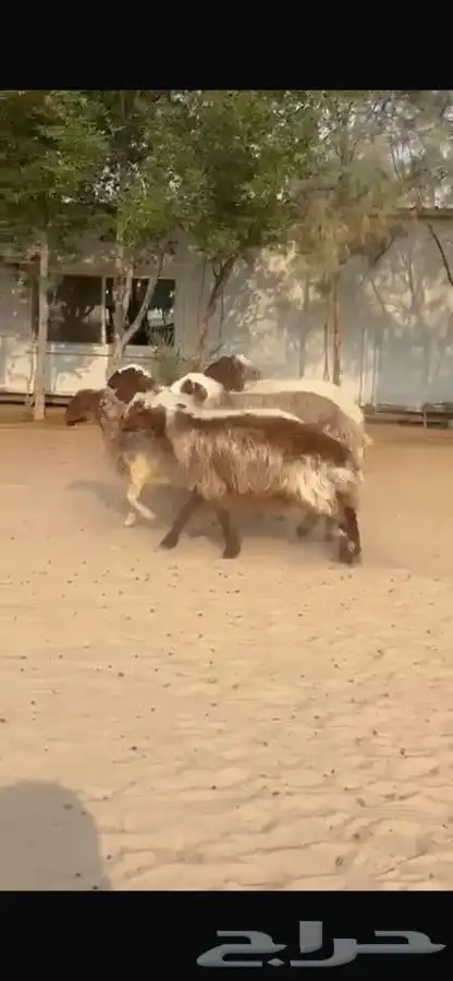 غنم نعيم ومهجنات طيبه 13