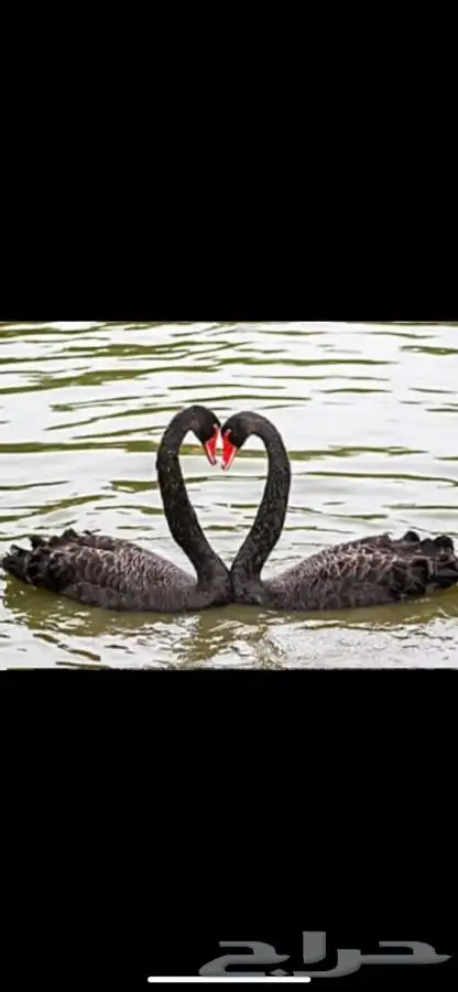 طقم وز الاسوان البجع الاسود الملكي 2