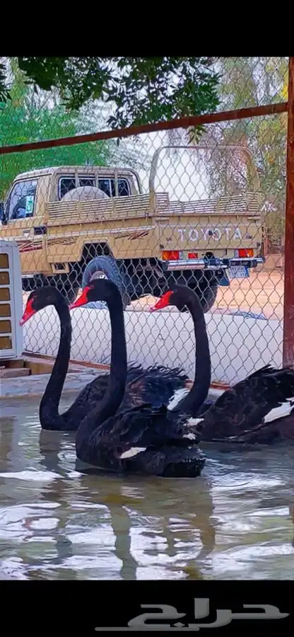 طقم وز الاسوان البجع الاسود الملكي 1