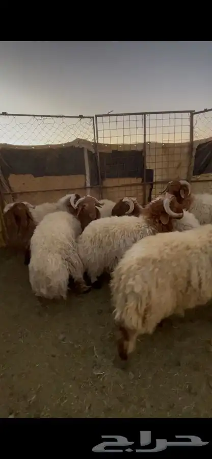 خرفان نعيم 0