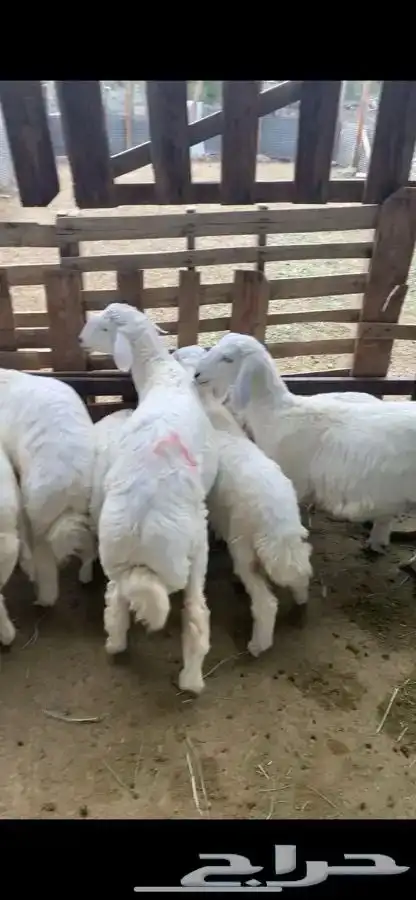 تجهيز مكشات كامل مع توفير الذبائح و لطبخ ولتوصيل 4