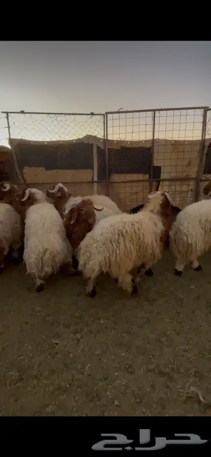 خرفان نعيم 4