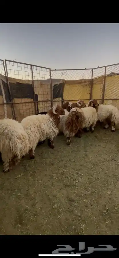 خرفان نعيم 9