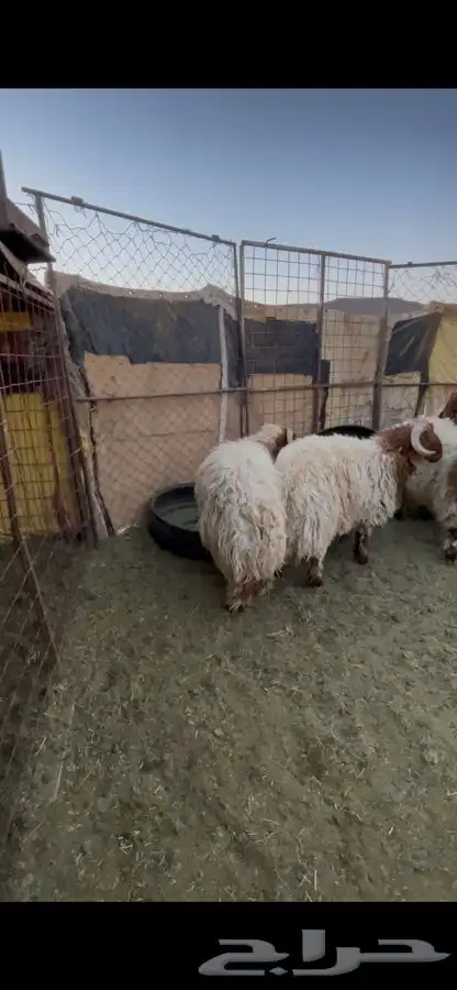 خرفان نعيم 2