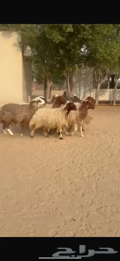 غنم نعيم ومهجنات طيبه 12