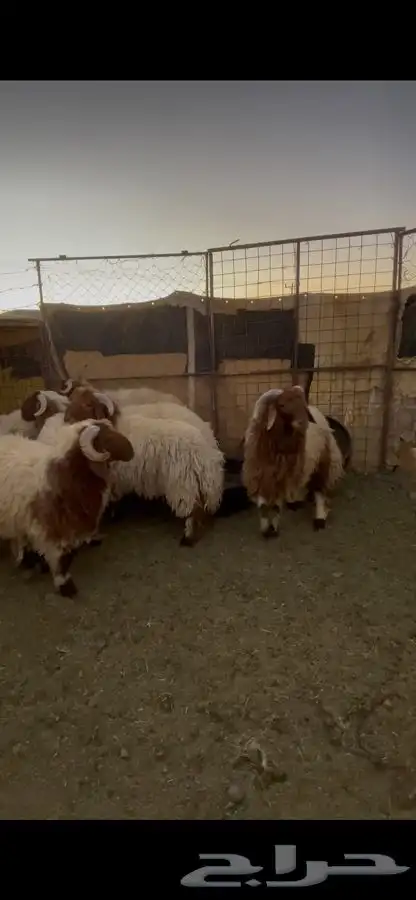 خرفان نعيم 5