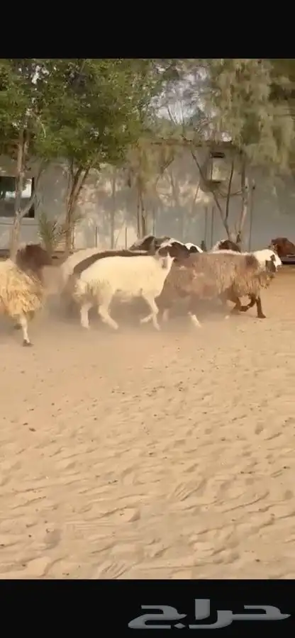 غنم نعيم ومهجنات طيبه 11