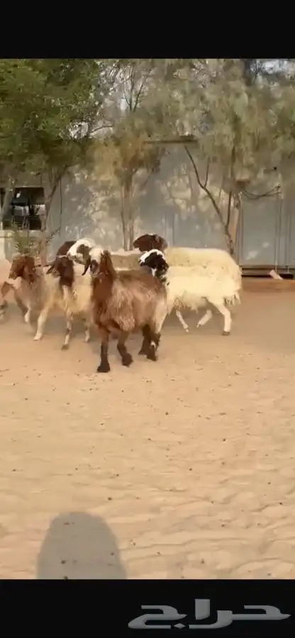 غنم نعيم ومهجنات طيبه 14