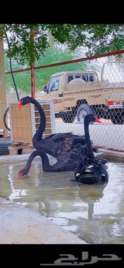 طقم وز الاسوان البجع الاسود الملكي 0