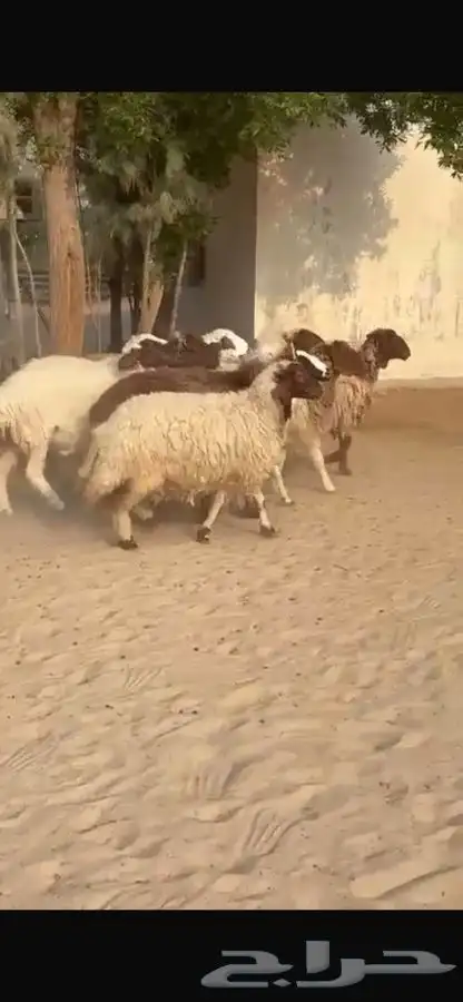 غنم نعيم ومهجنات طيبه 0