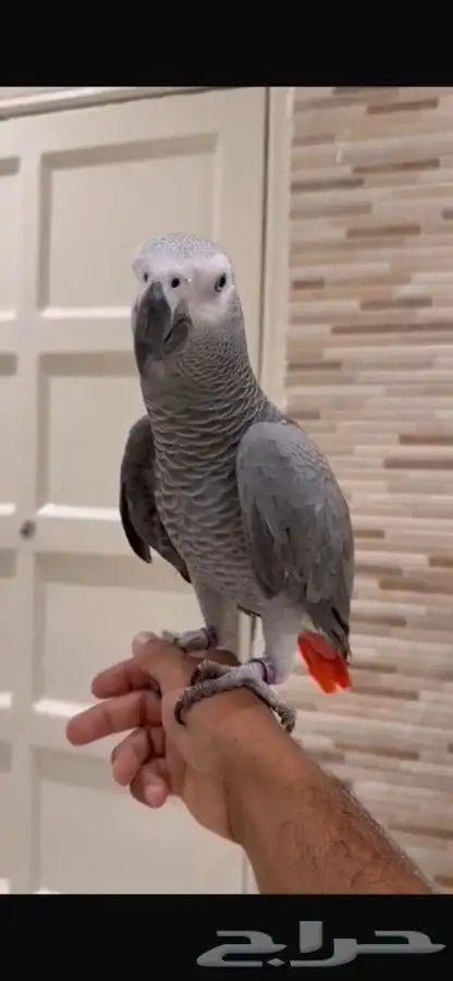 ببغاء كاسكو ضايع ف بحره 0