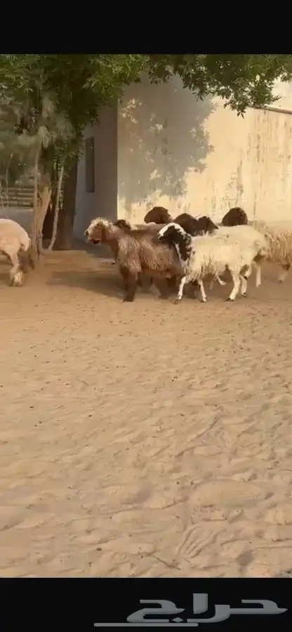 غنم نعيم ومهجنات طيبه 9