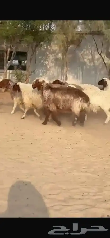 غنم نعيم ومهجنات طيبه 7