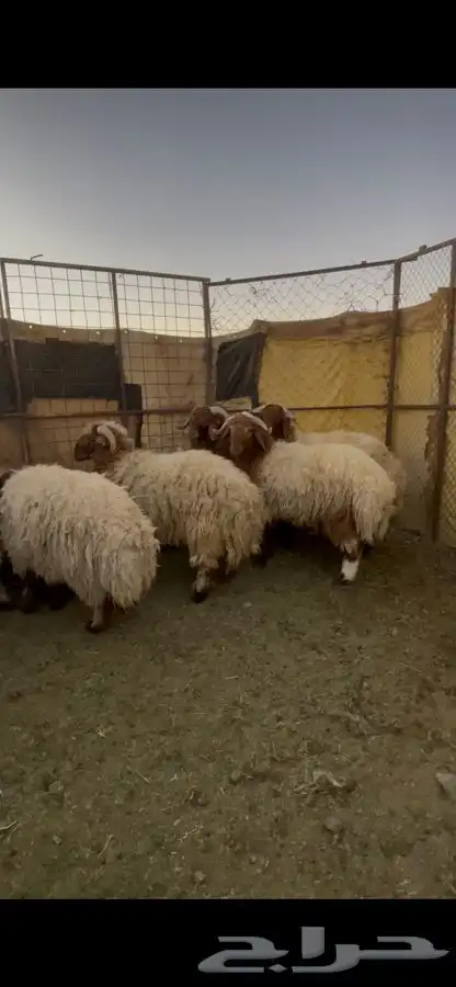 خرفان نعيم 3